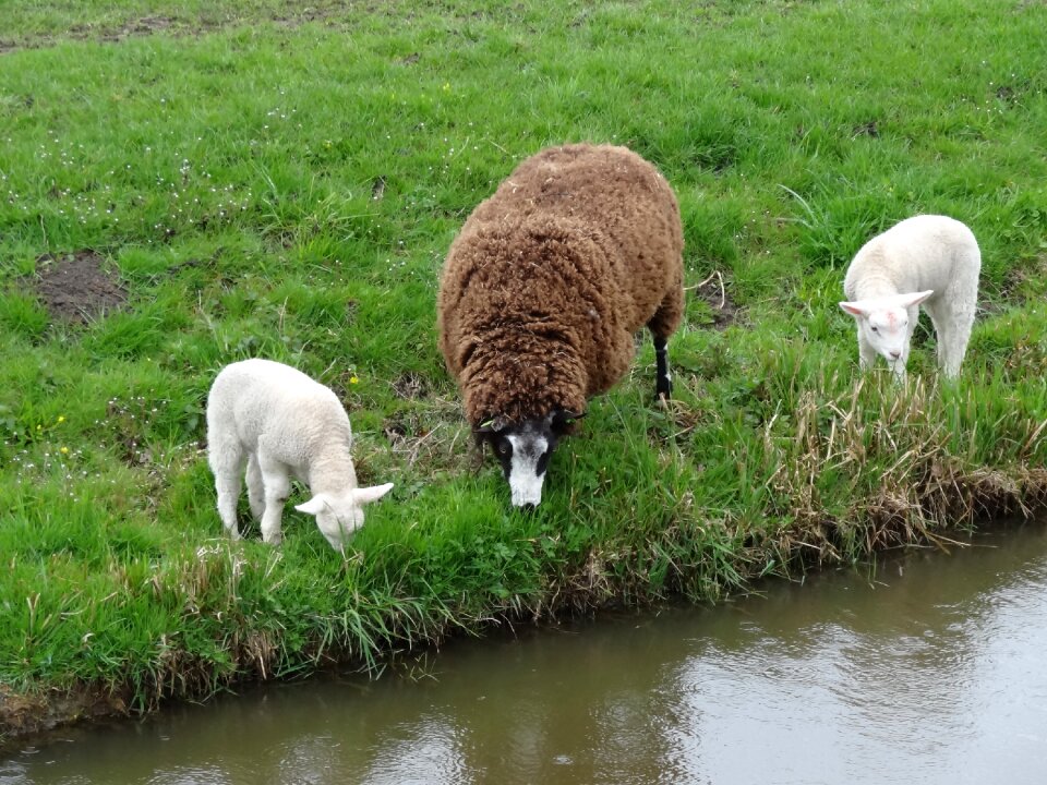 Spring nature animals