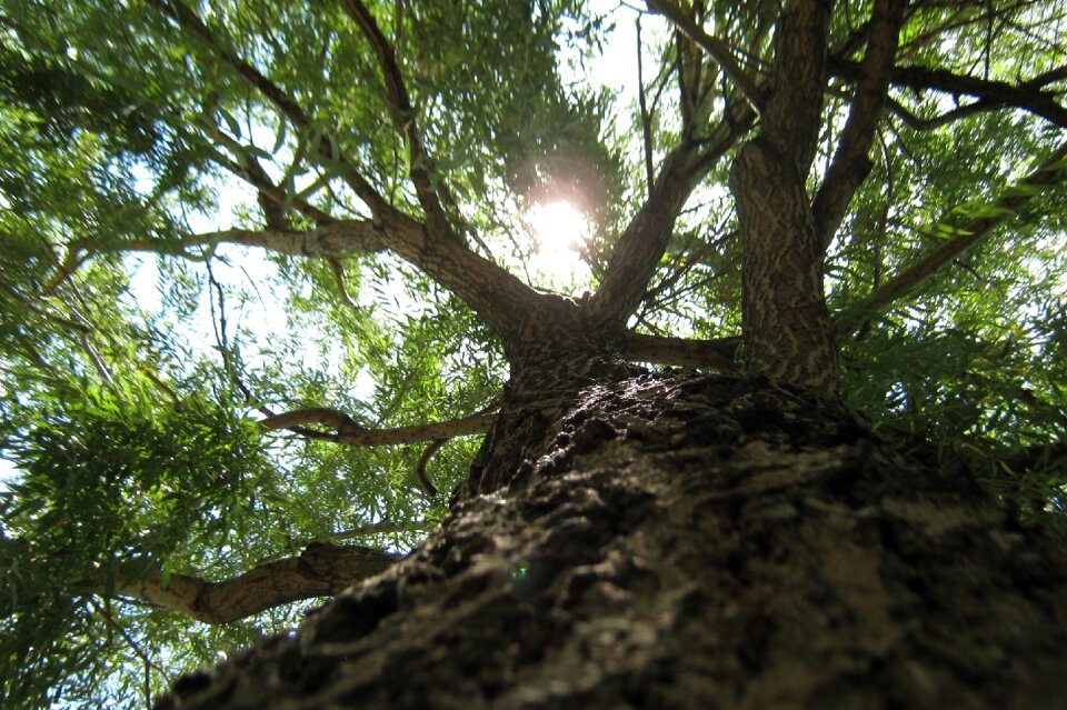 Light nature outdoors