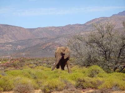 Elephant pachyderm fauna