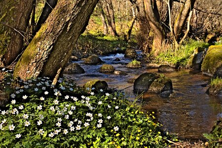 Water courses river torrent photo