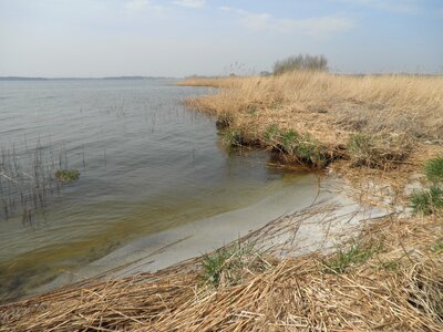 Reed spring nature