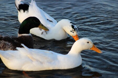 Burhaniye iskele ducks photo