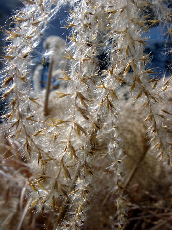 Fluff garden detail