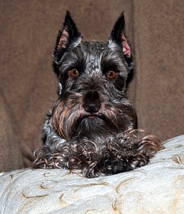 Schnauzer posing male