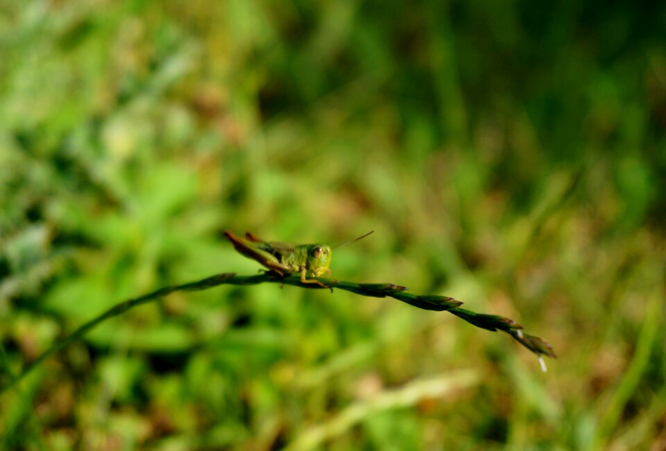 Nature macro wildlife photo