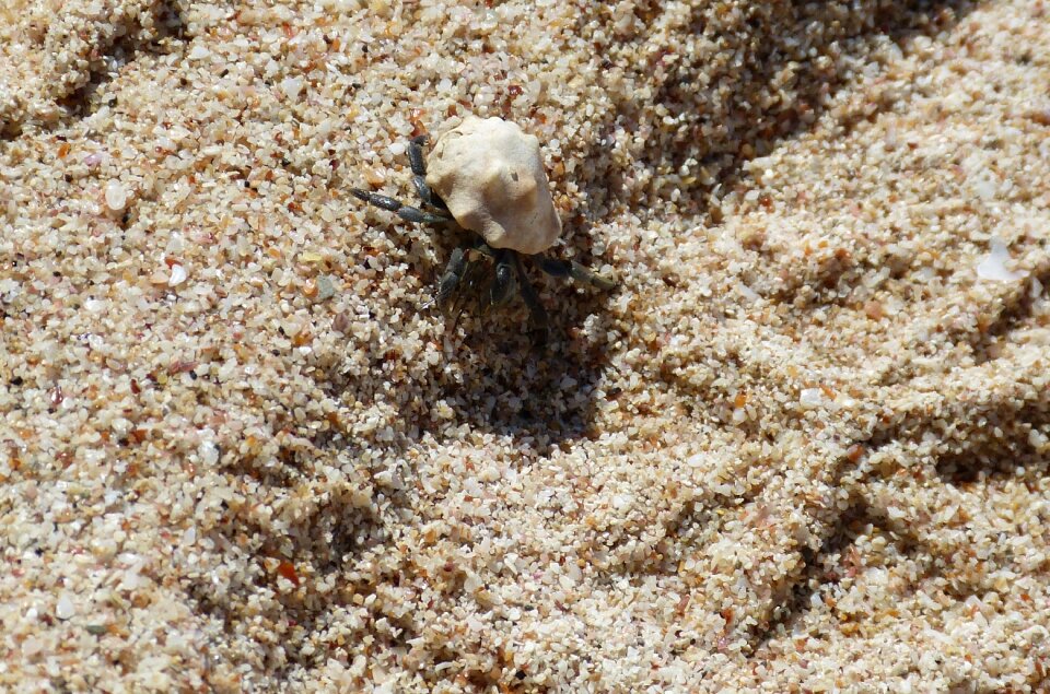 Tropical beach sand photo