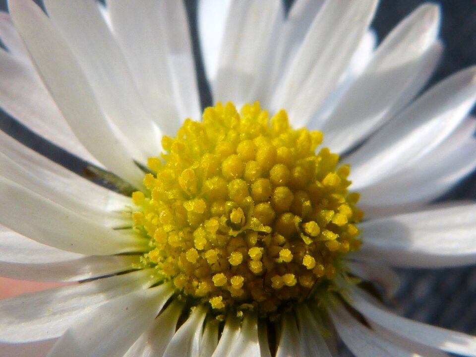 Quality petals flower