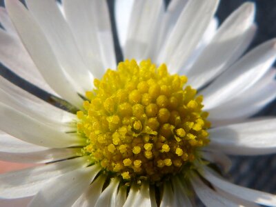 Quality petals flower