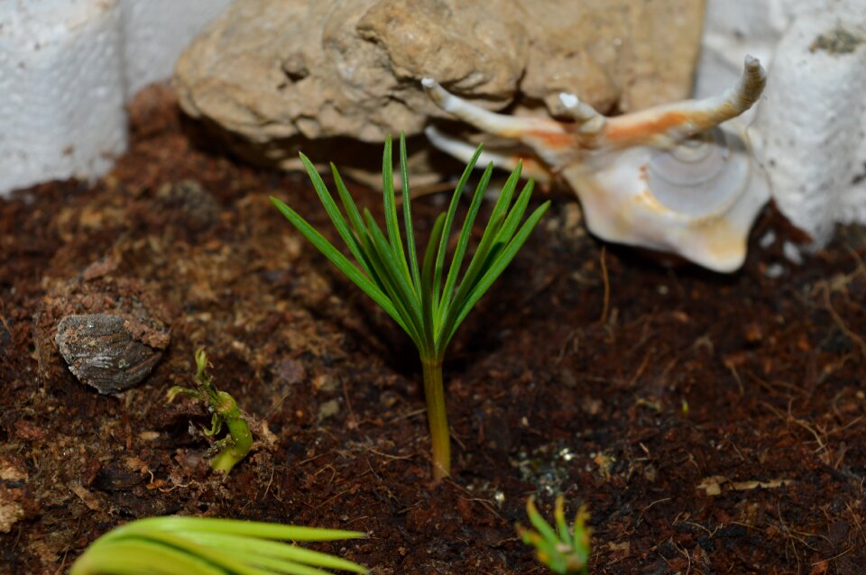 Needles sprout cedar
