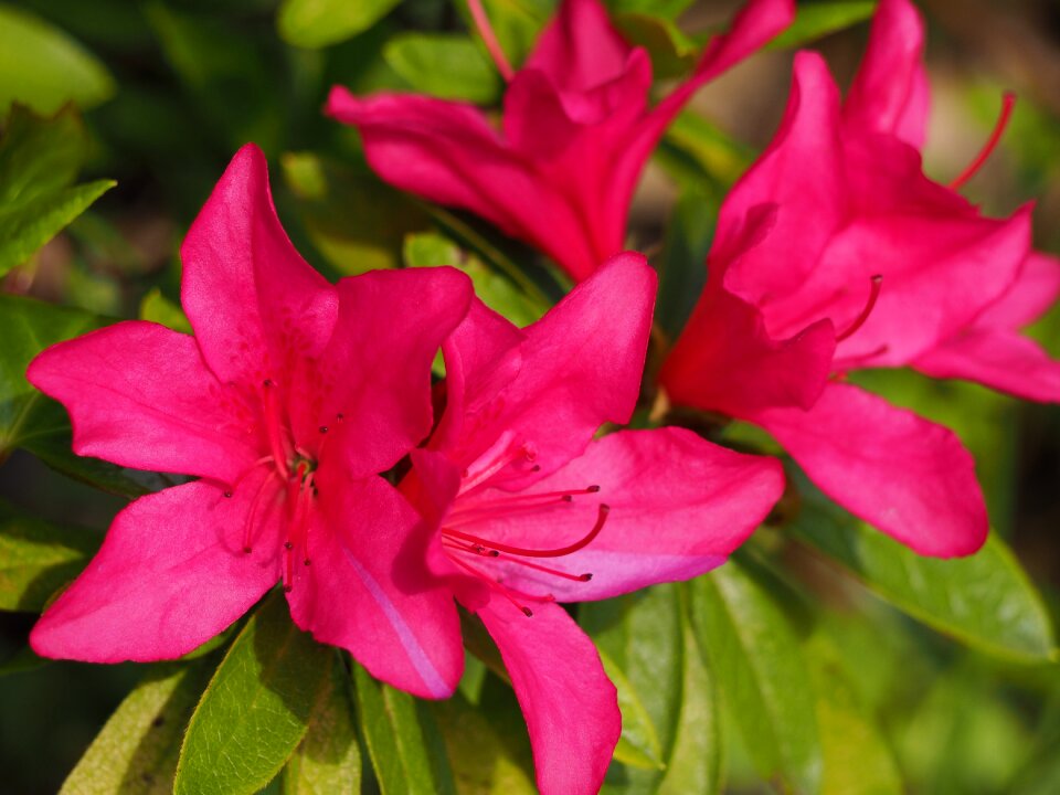 Flowers spring flowers plant