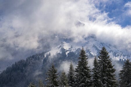 Snow fir sky