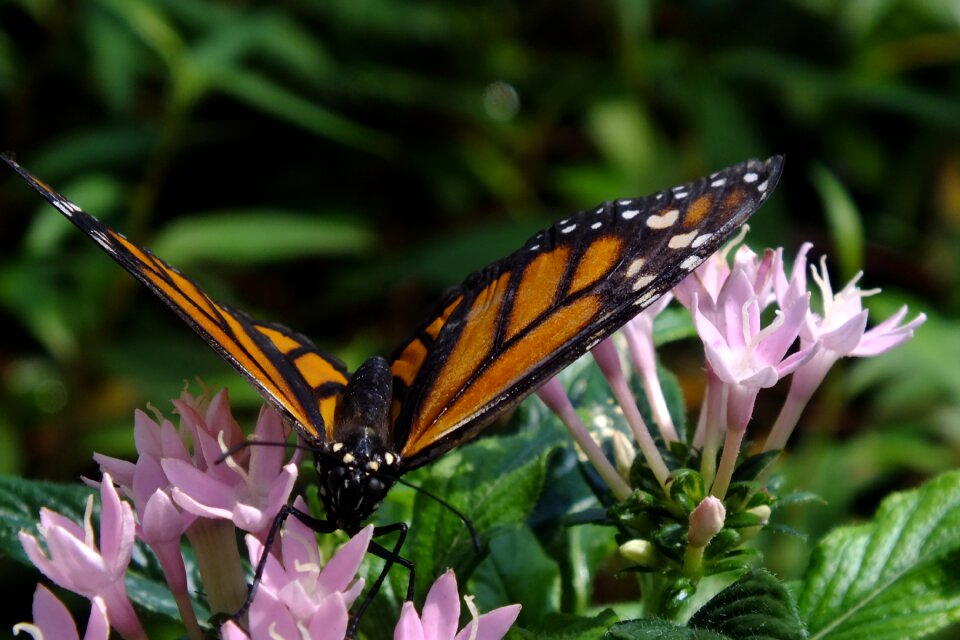 Butterfly insect wing