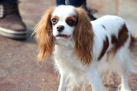 Dog beautiful on the way