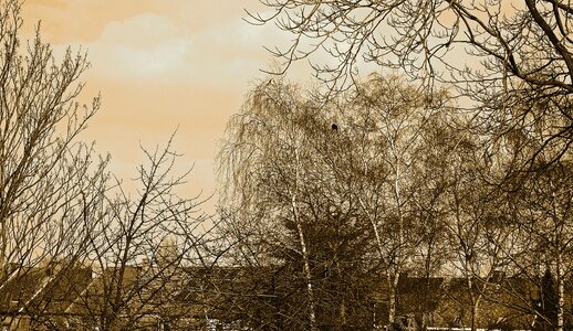 Trees garden nature