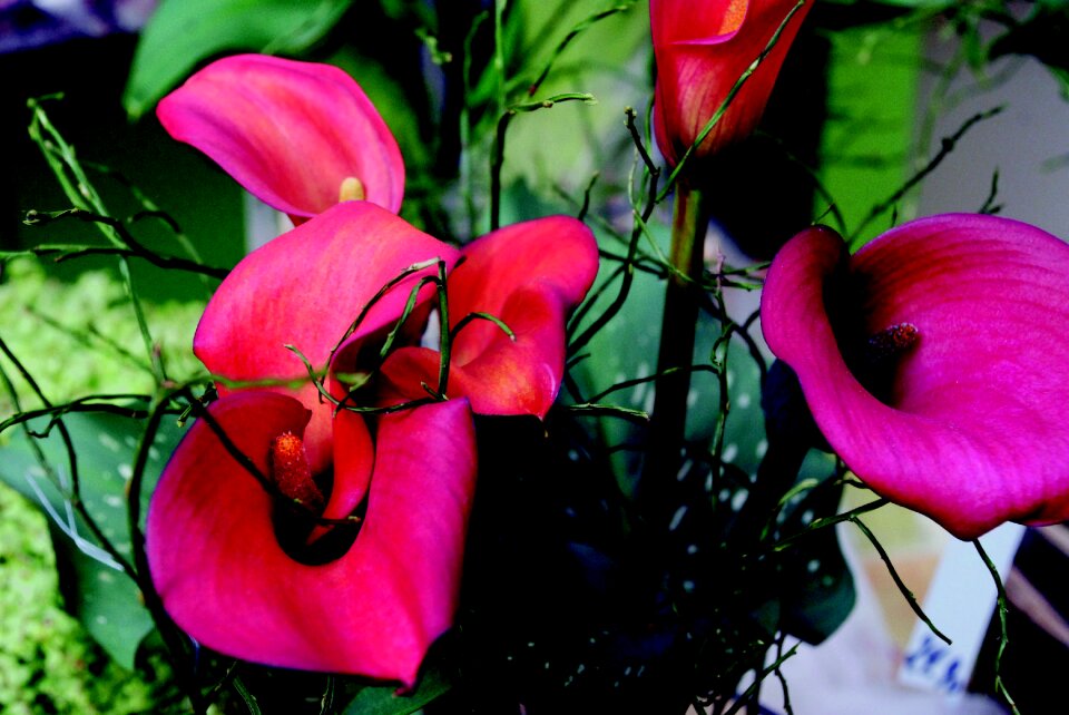 Flower close up plant