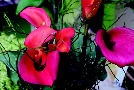 Flower close up plant