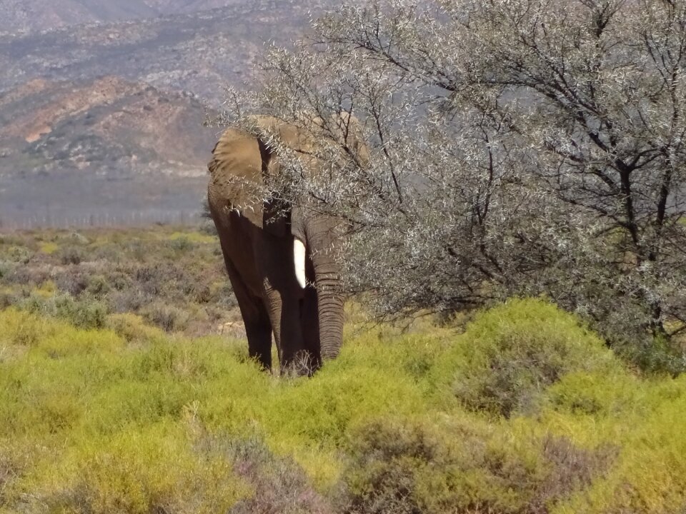 Elephant pachyderm fauna