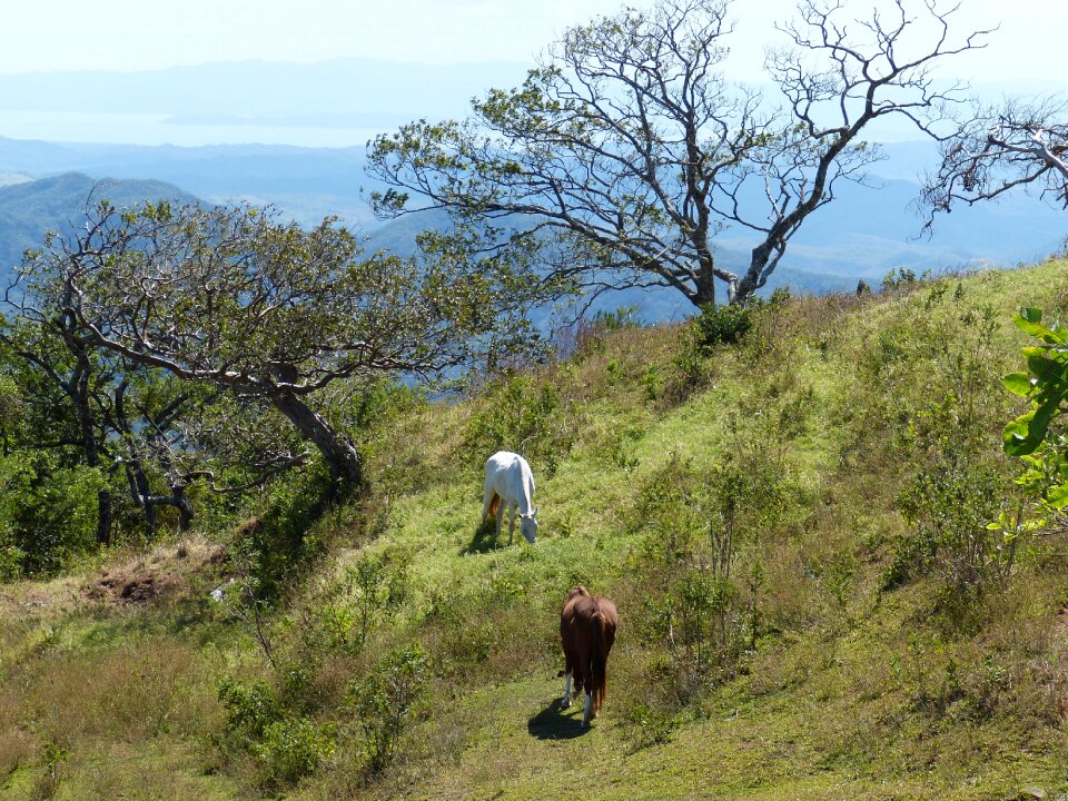 South america tropical rainforest