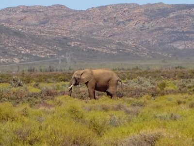 Elephant pachyderm fauna