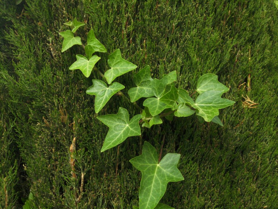 Wood tree spring