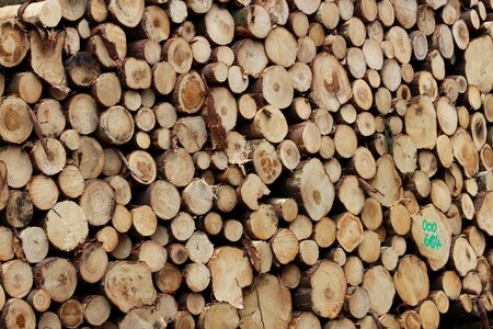 Grain tree logging photo