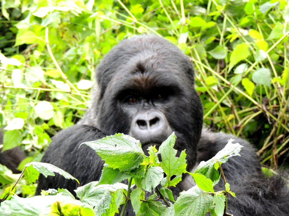 Ape wildlife jungle