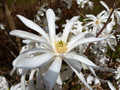 White plant close up