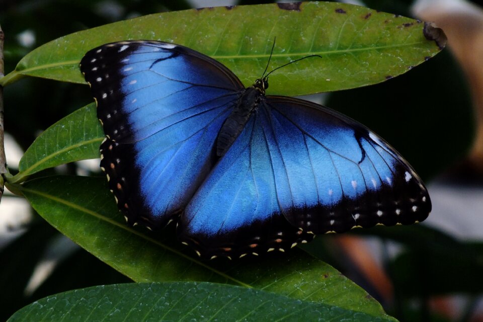 Butterfly insect wing