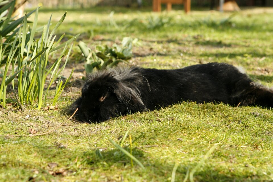 Pet spring