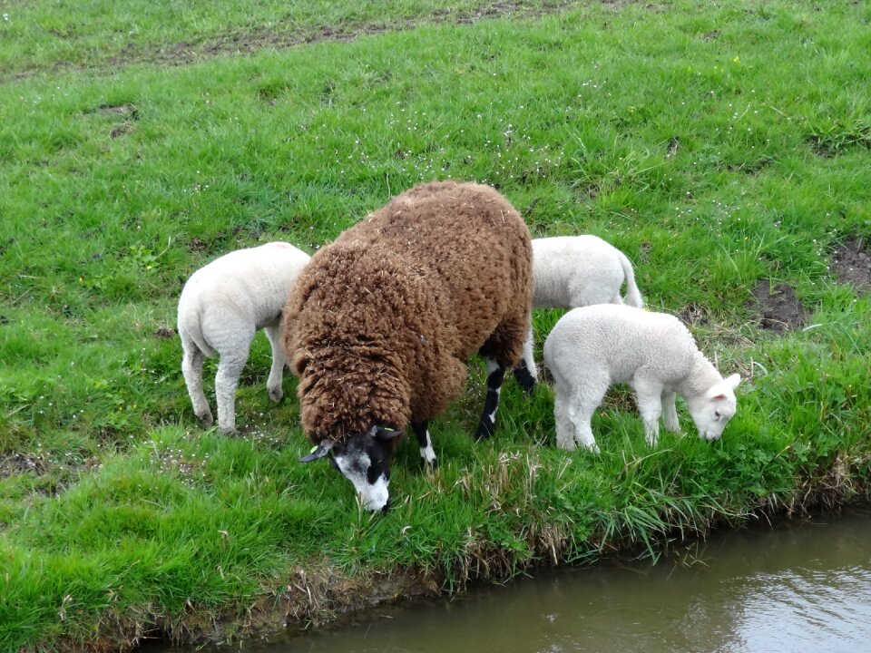 Spring nature animals
