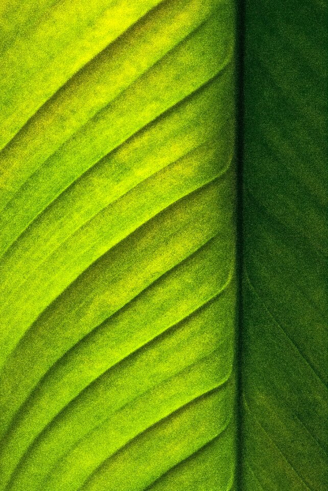 Plant green leaf lighting