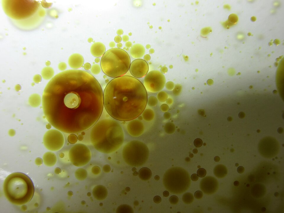 Pumpkin seed oil oil water