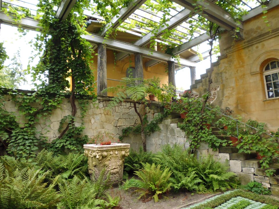Garden wild overgrown