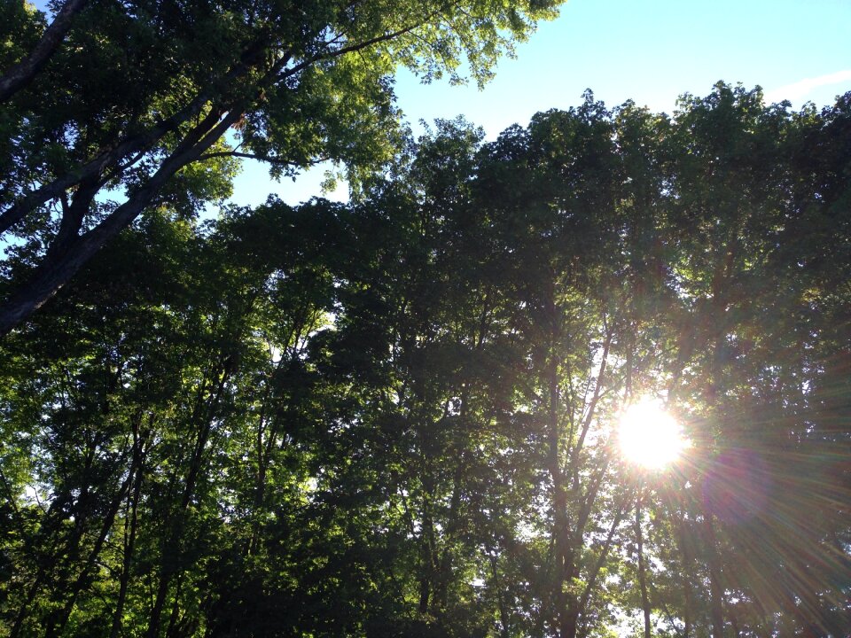 Trees nature natural