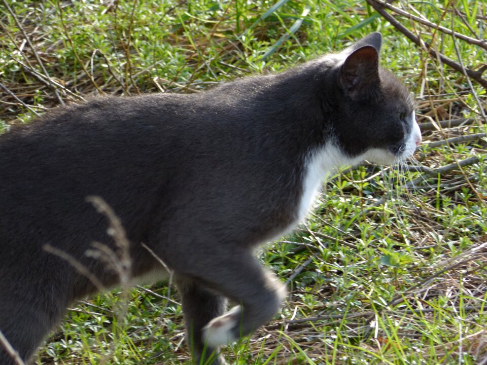 Animal pet cute