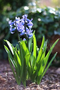 Macro garden plant