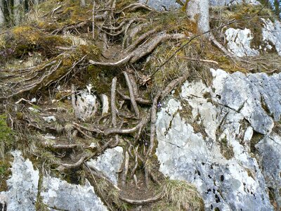 Magic forest hintersee ramsau photo