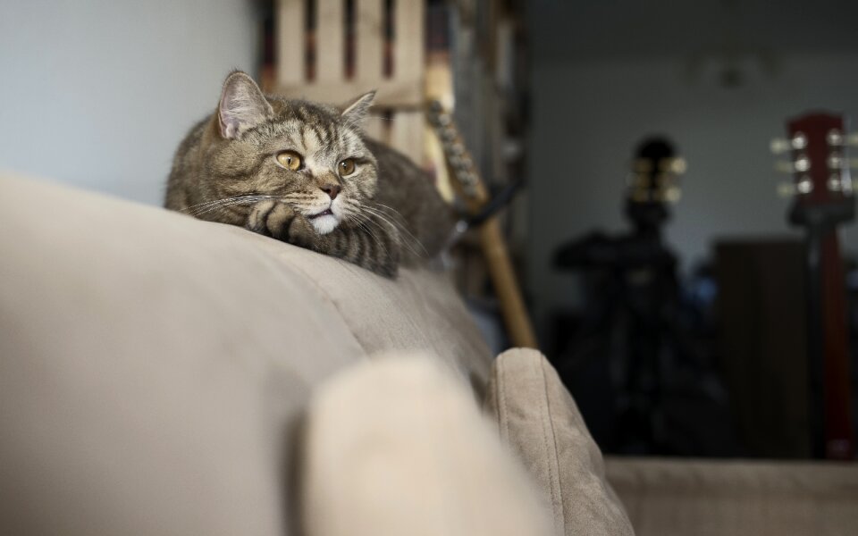 Pet the british cat tabby