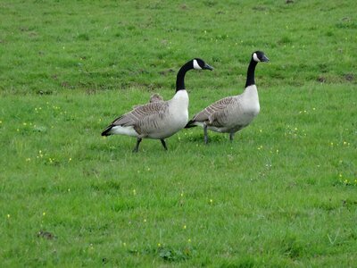 Bird nature animal