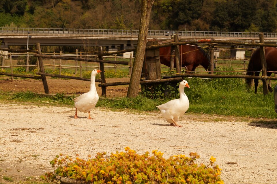 Geese farm campaign
