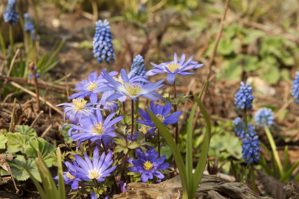 Garden flower