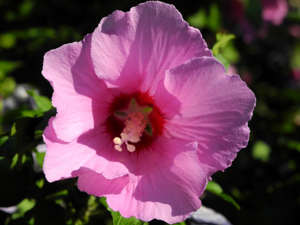 Pink mallow close up