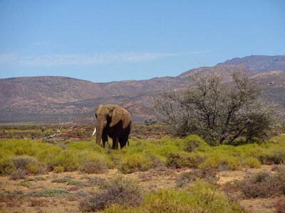 Elephant pachyderm fauna