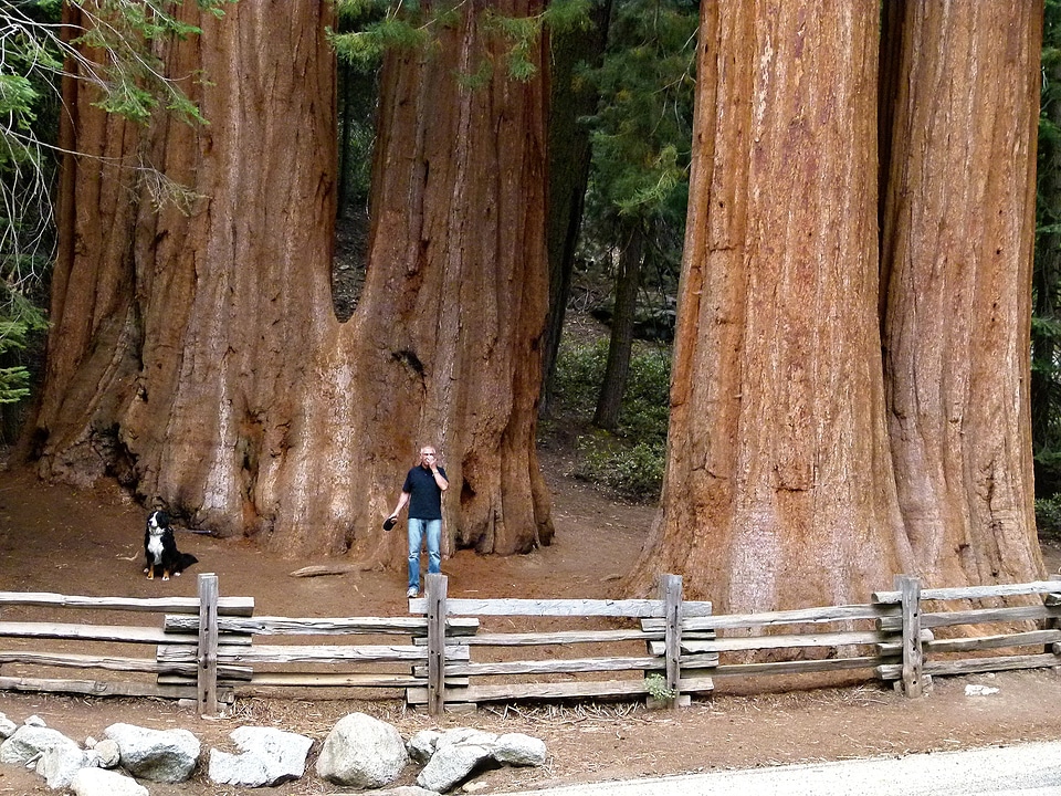 California usa nature