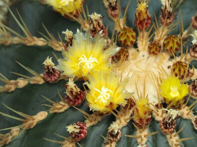 Cactus flowers tropical plants photo