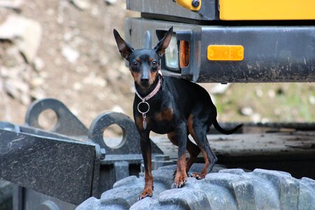 Pinscher small dog striezel photo