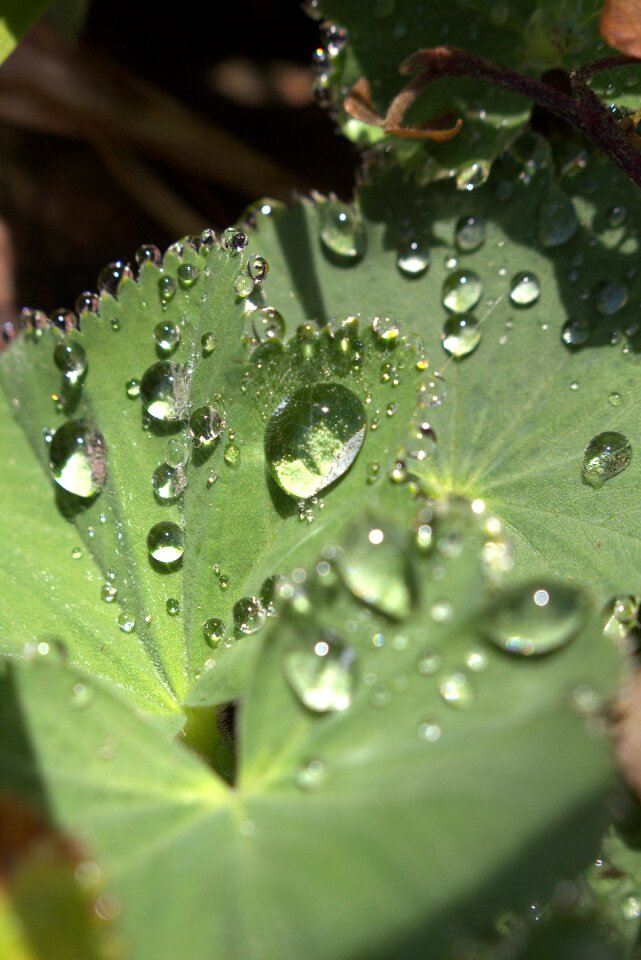 Dew drops on leaf nature morgentau