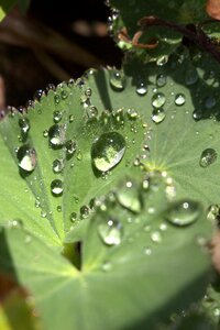 Dew drops on leaf nature morgentau photo