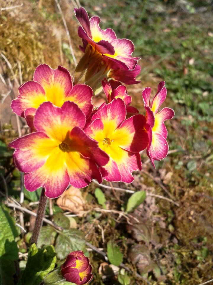 Pink red flower photo