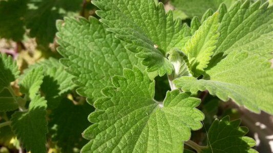 Cataria nepeta organic photo